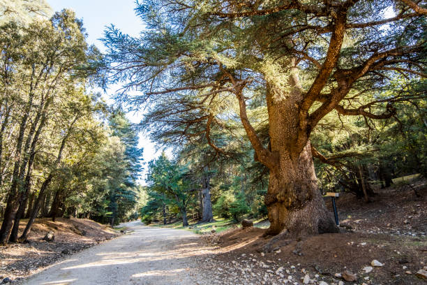 Old cedar trees in Cedre Gouraud Forest, Azrou, Morocco, North Africa